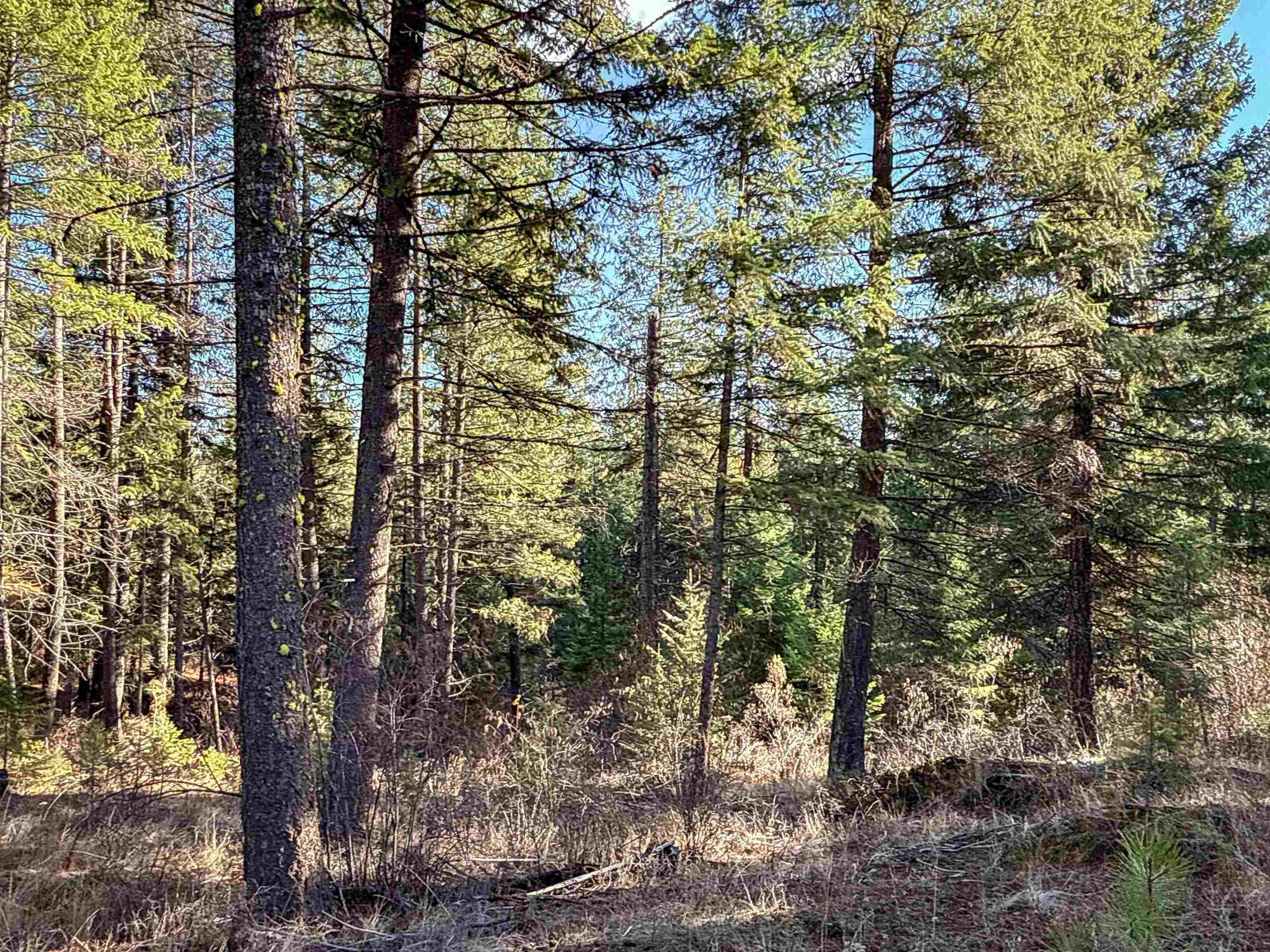 Tbd Tbd Olinger (hammer) Road Springdale, WA 99173 - Photo 27 of 50