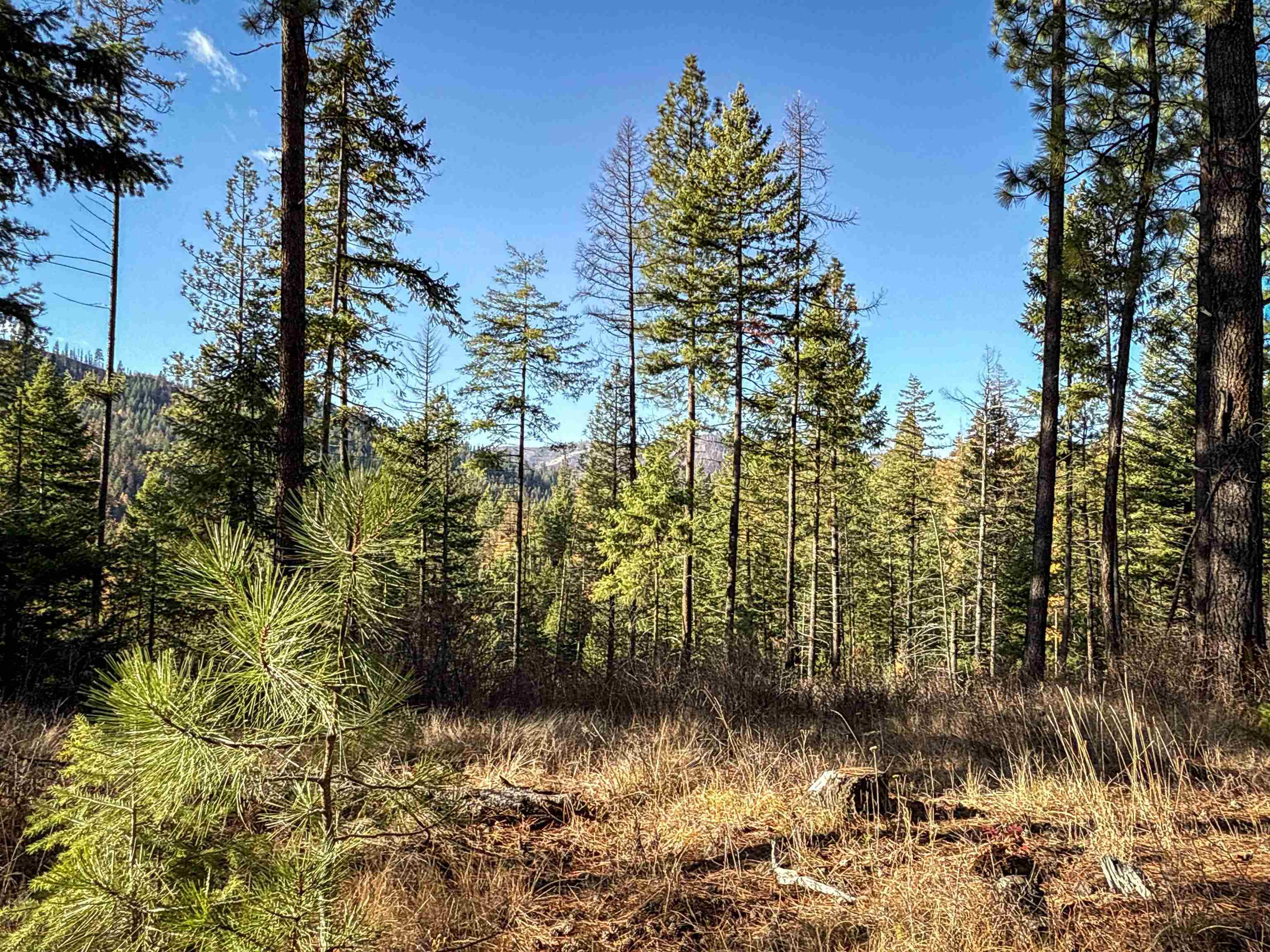 Tbd Tbd Olinger (hammer) Road Springdale, WA 99173 - Photo 28 of 50