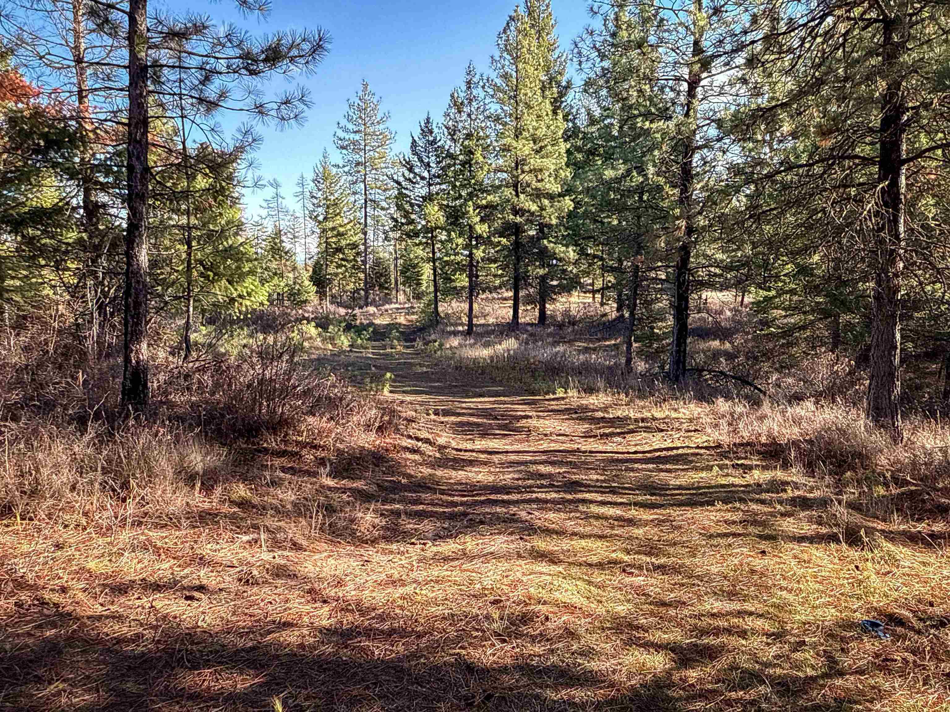 Tbd Tbd Olinger (hammer) Road Springdale, WA 99173 - Photo 3 of 50