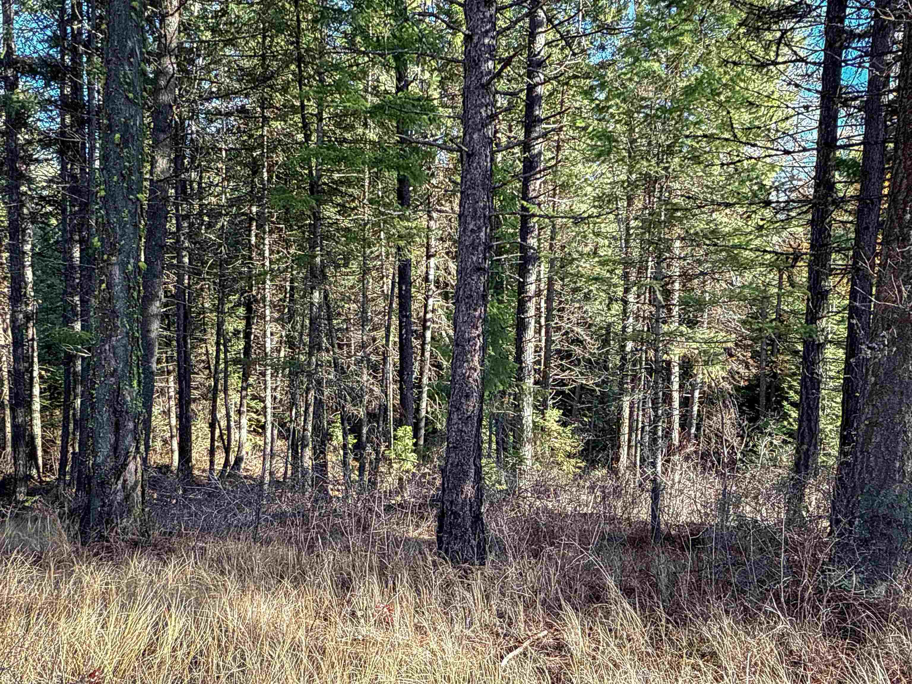 Tbd Tbd Olinger (hammer) Road Springdale, WA 99173 - Photo 31 of 50