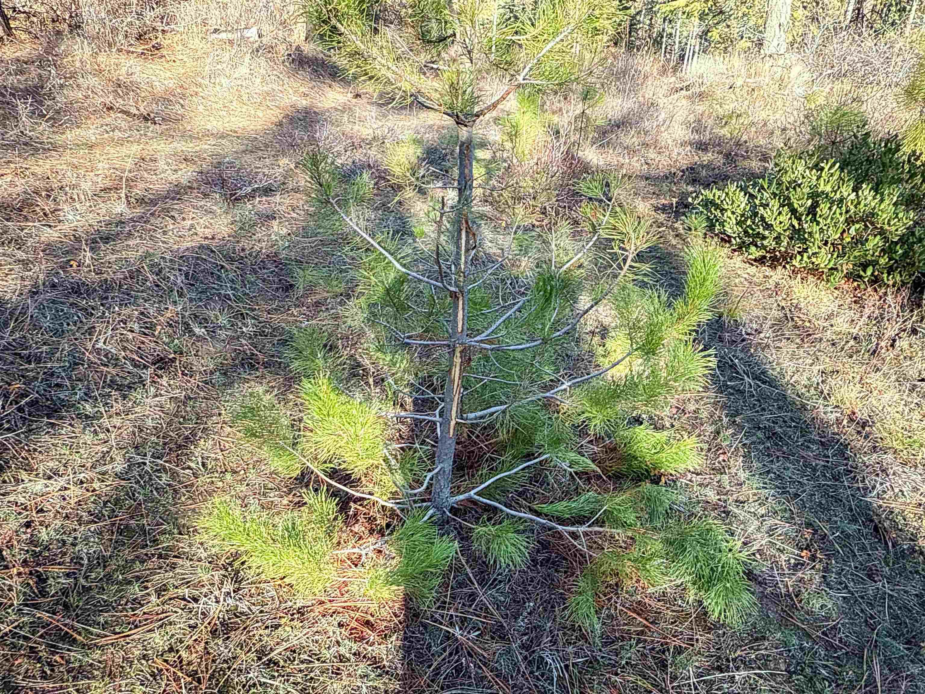 Tbd Tbd Olinger (hammer) Road Springdale, WA 99173 - Photo 32 of 50