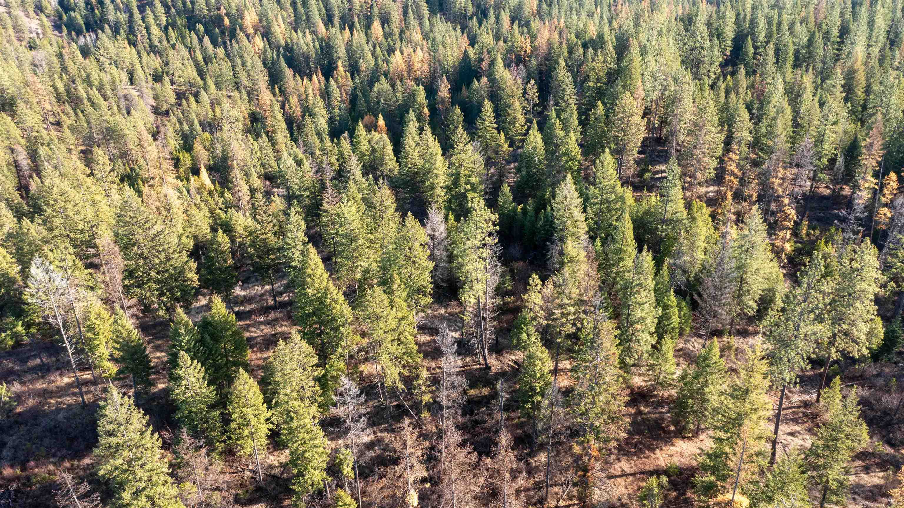 Tbd Tbd Olinger (hammer) Road Springdale, WA 99173 - Photo 34 of 50