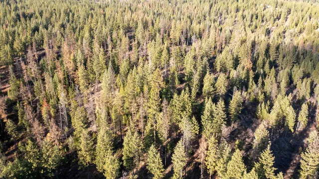 $198,500 | Tbd Tbd Olinger (hammer) Road, Springdale, WA 99173