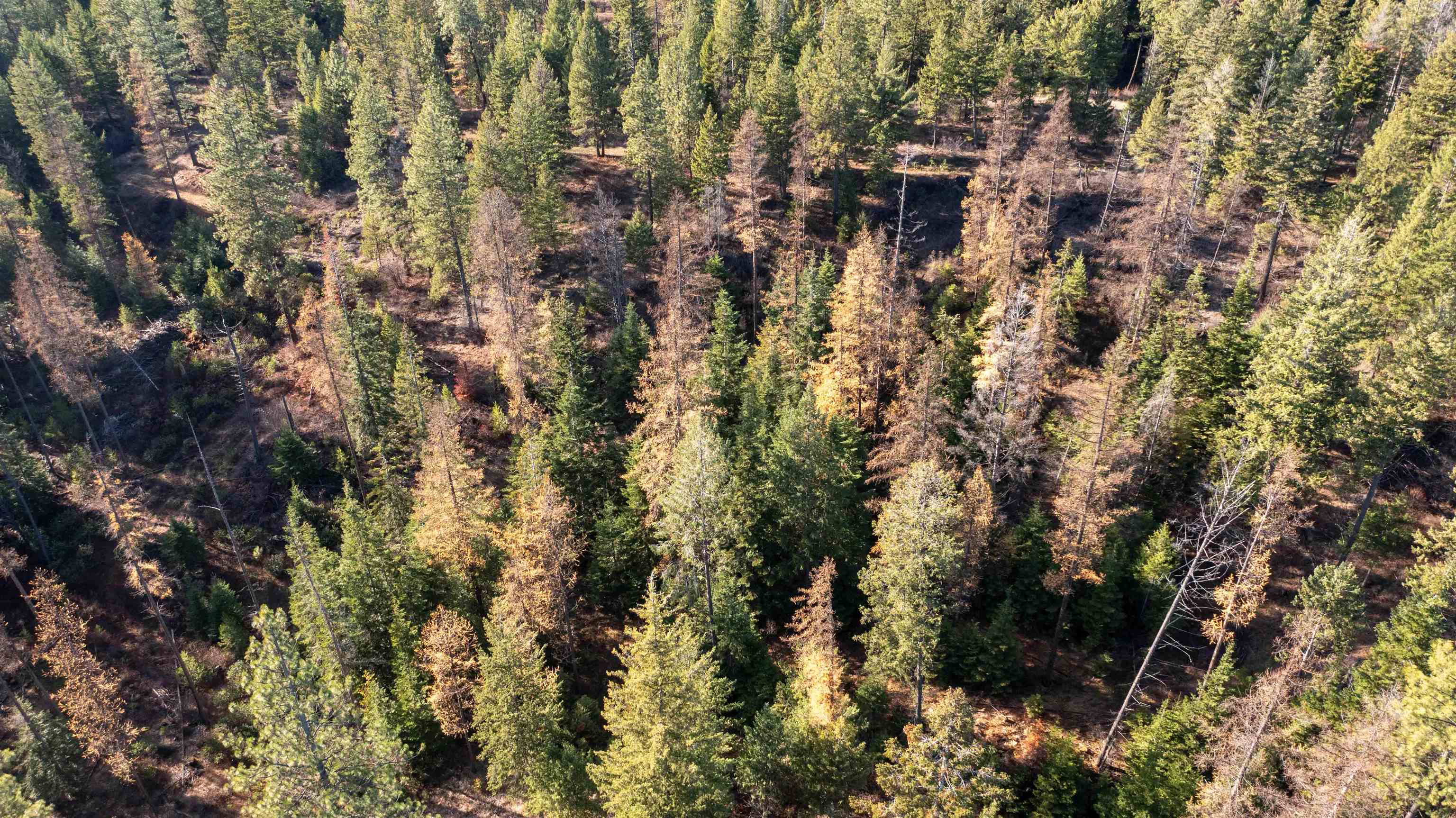 Tbd Tbd Olinger (hammer) Road Springdale, WA 99173 - Photo 36 of 50