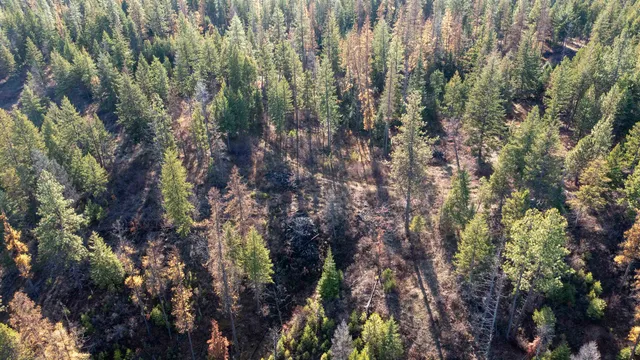 $198,500 | Tbd Tbd Olinger (hammer) Road, Springdale, WA 99173