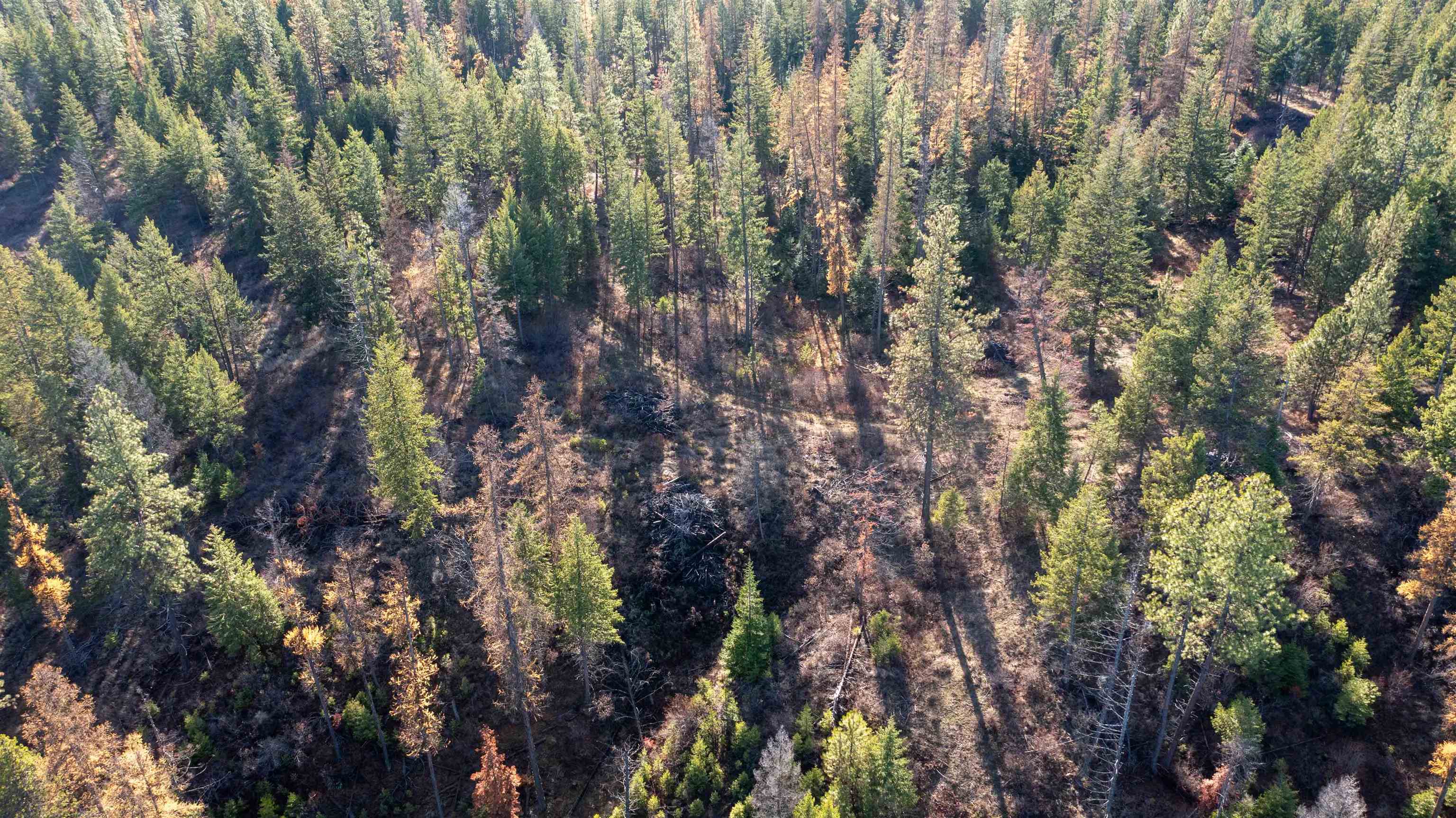 Tbd Tbd Olinger (hammer) Road Springdale, WA 99173 - Photo 37 of 50