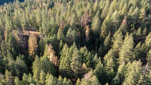 $198,500 | Tbd Tbd Olinger (hammer) Road, Springdale, WA 99173