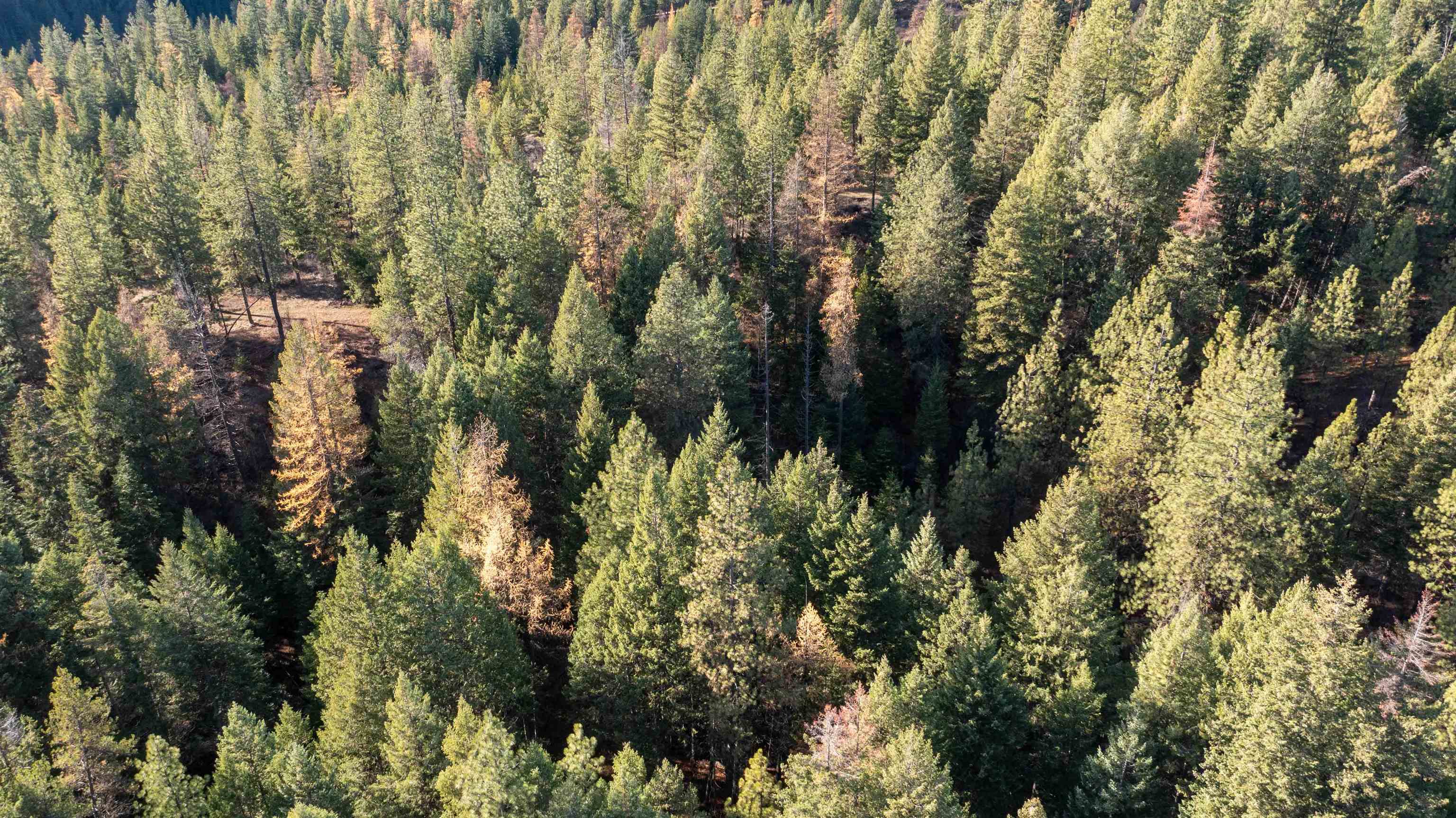 Tbd Tbd Olinger (hammer) Road Springdale, WA 99173 - Photo 38 of 50