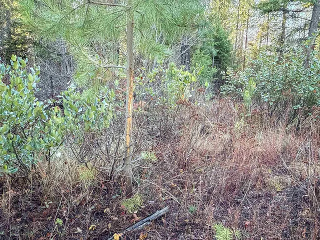 $198,500 | Tbd Tbd Olinger (hammer) Road, Springdale, WA 99173