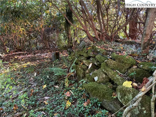 a view of a lush green forest