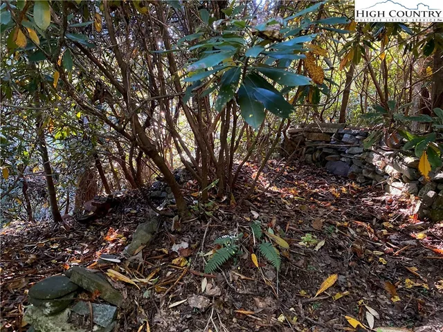 a view of a lush green forest