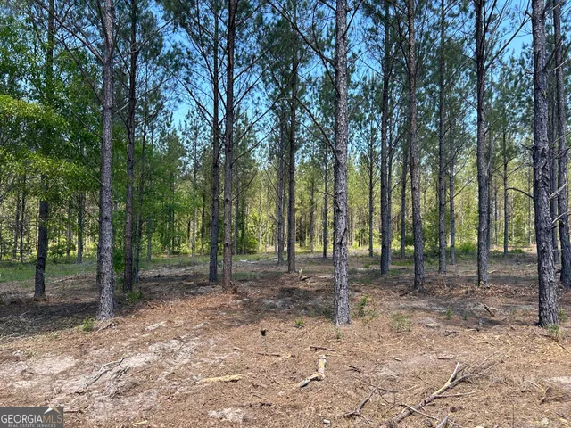 a backyard of a forest