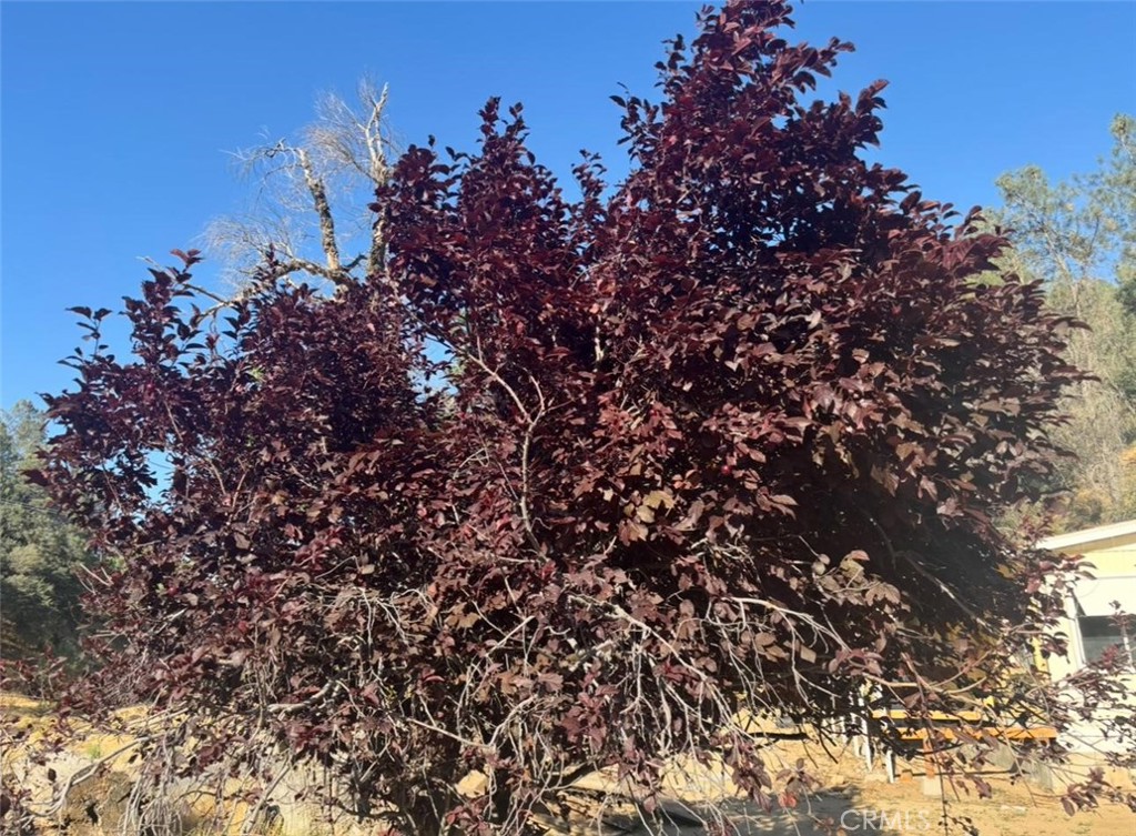 18266 Caliente Creek Road Caliente, CA 93518 - Photo 25 of 38 a view of a tree