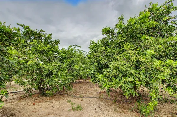 a view of a plants with a tree