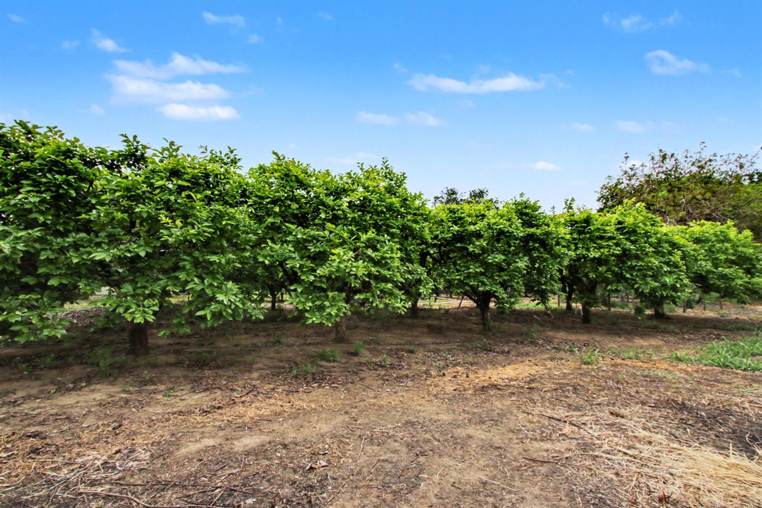 8066 Larkin Road Live Oak, CA 95953 - Photo 31 of 39