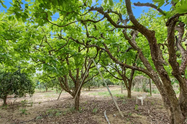 a view of a yard with a tree