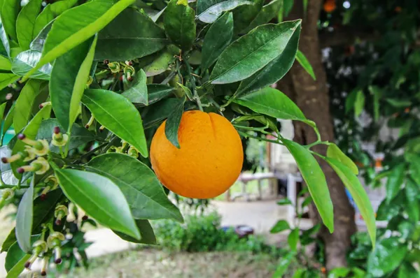 a view of a backyard