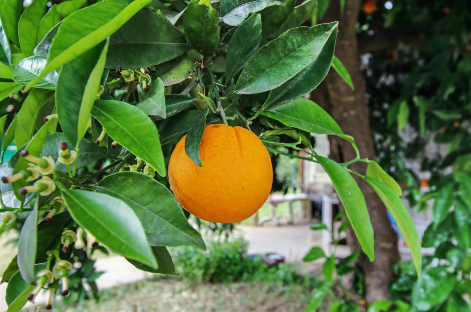 8066 Larkin Road Live Oak, CA 95953 - Photo 36 of 39