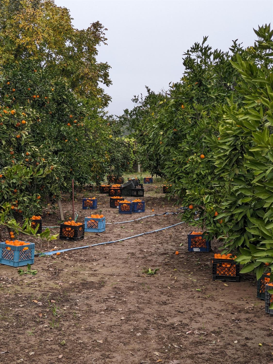 8066 Larkin Road Live Oak, CA 95953 - Photo 38 of 39