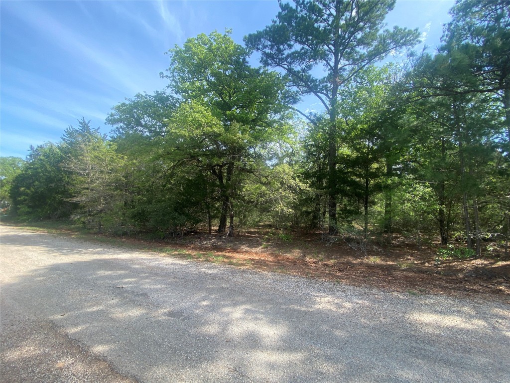 a view of a forest with trees in the background