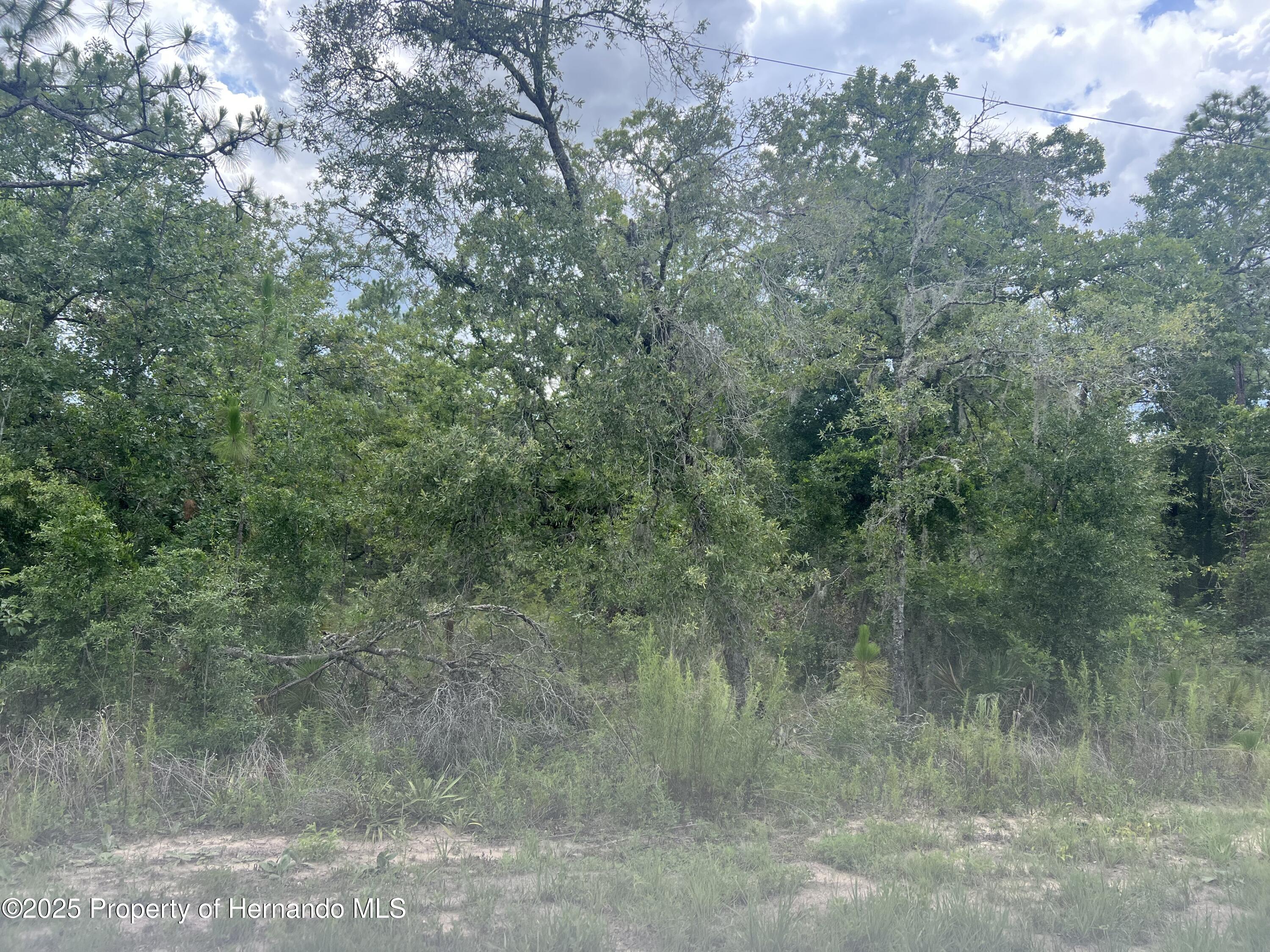 0 Crabapple Road Weeki Wachee, FL 34614 - Photo 4 of 6