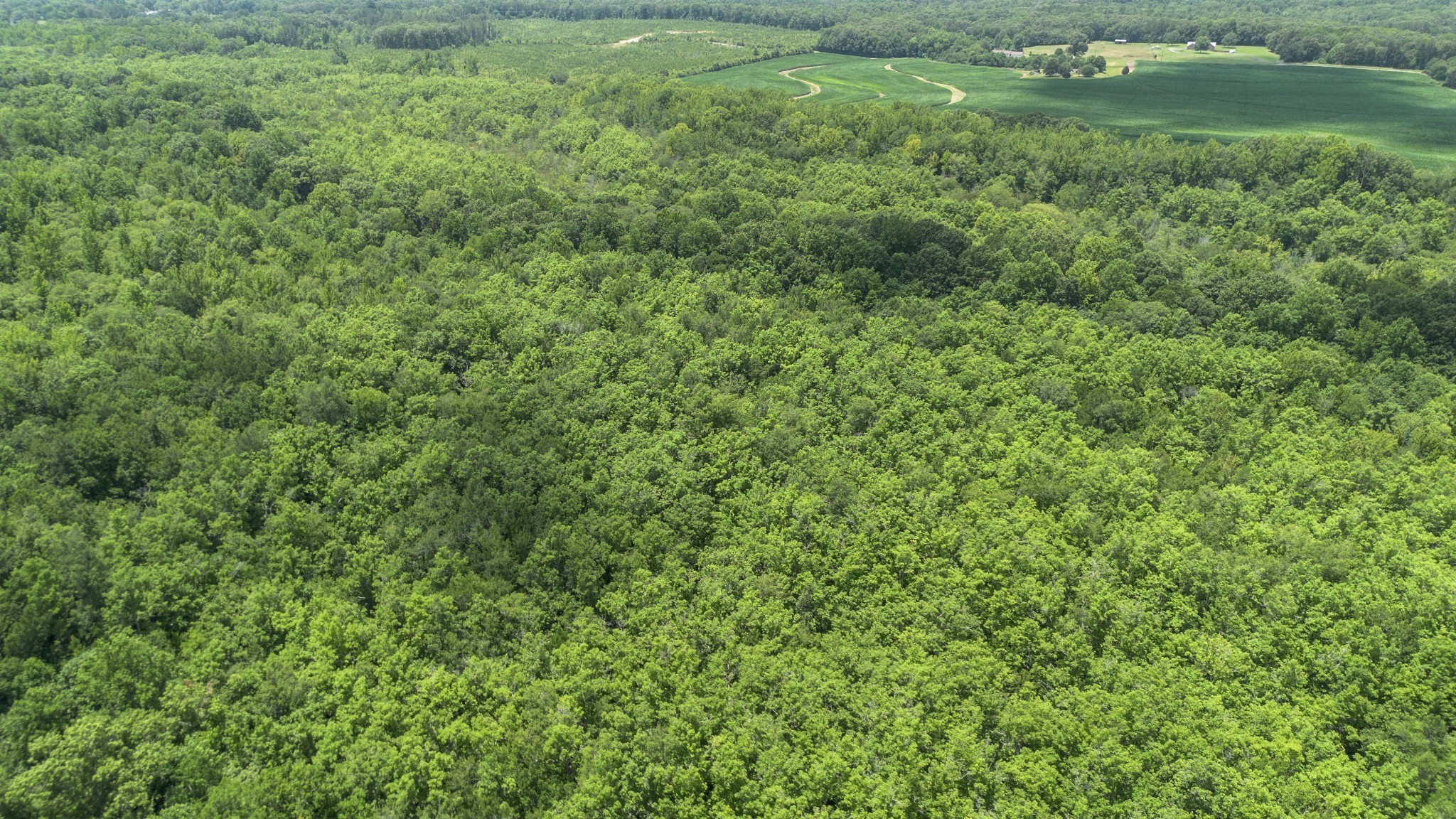 0 Smith Road Finger, TN 38334 - Photo 6 of 9 a view of a lush green space