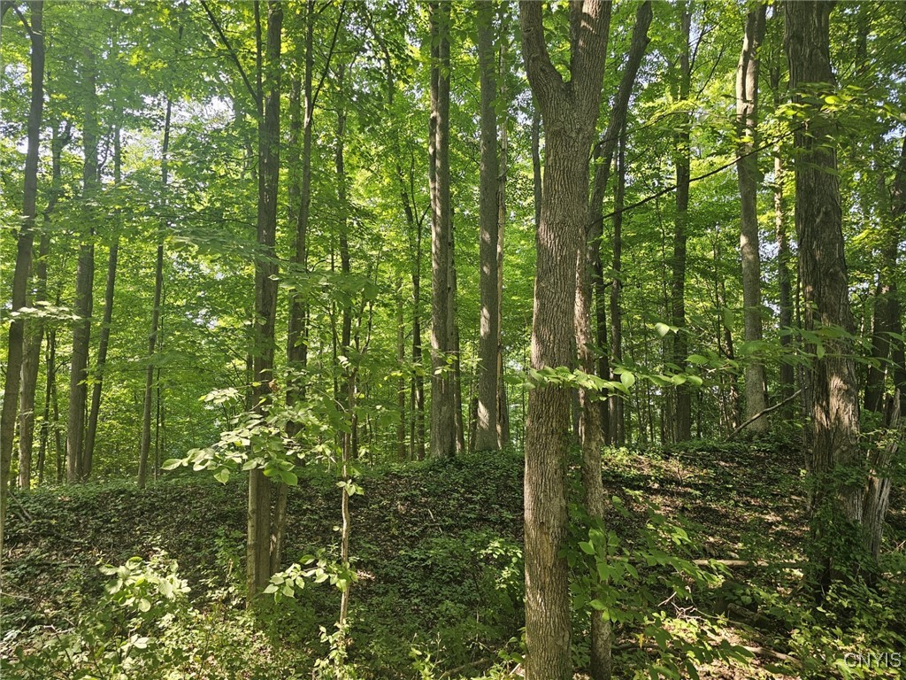 Clinton Road Weedsport, NY 13166 - Photo 7 of 11