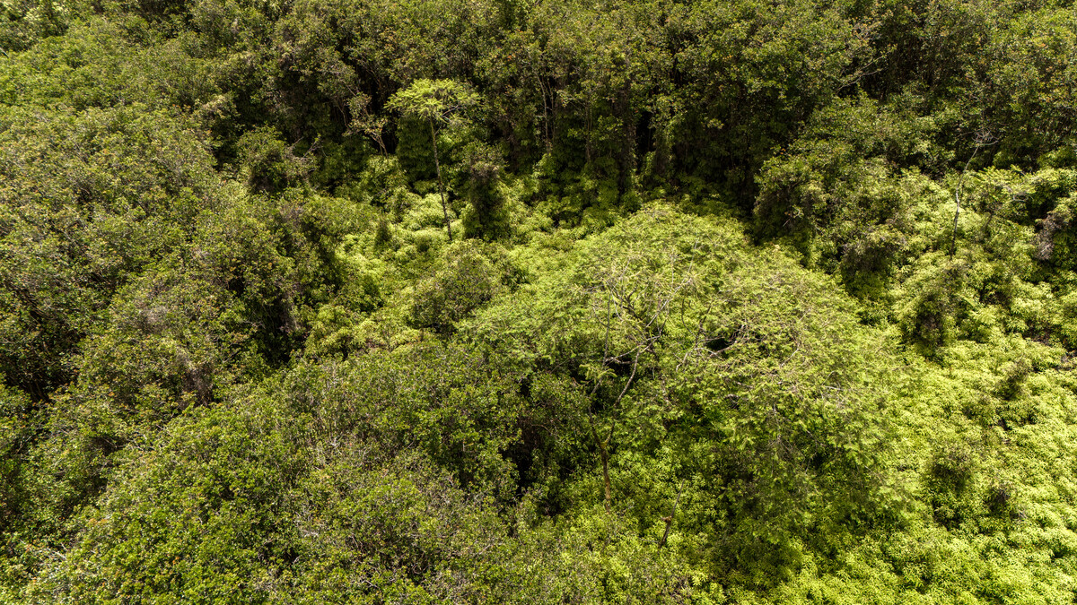 89 Huina Road Mountain View, HI 96771 - Photo 12 of 19 a view of a yard
