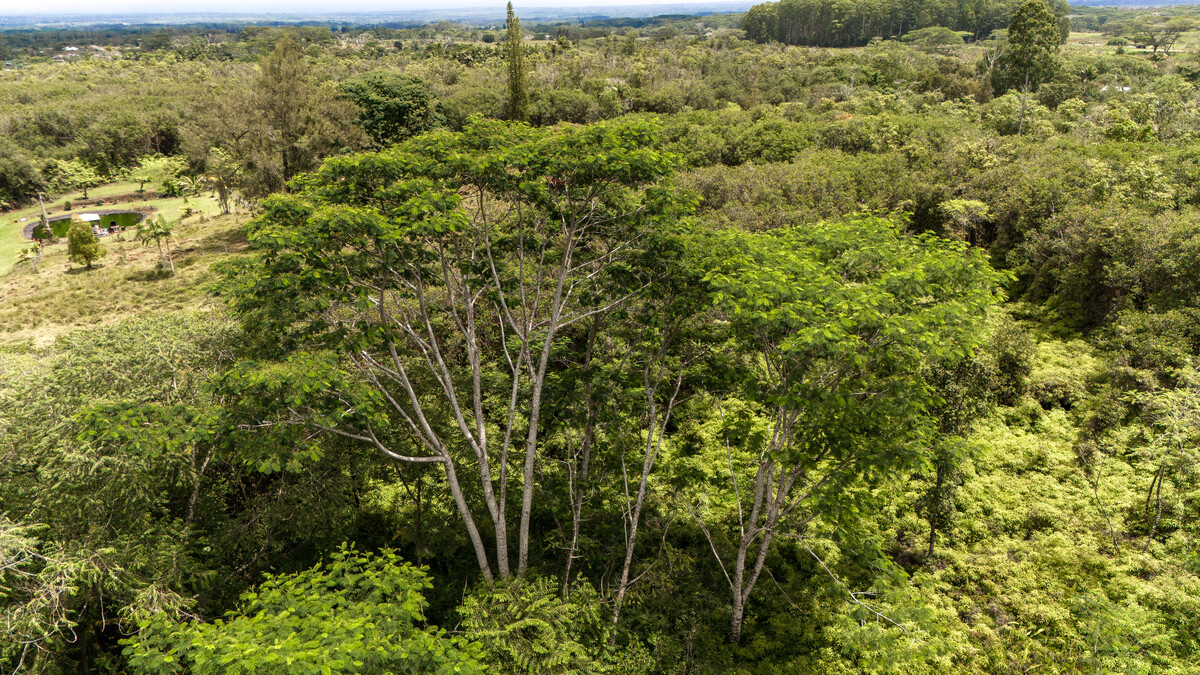 89 Huina Road Mountain View, HI 96771 - Photo 16 of 19 a view of a forest with a tree