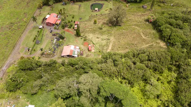 a view of a big yard with plants and large trees