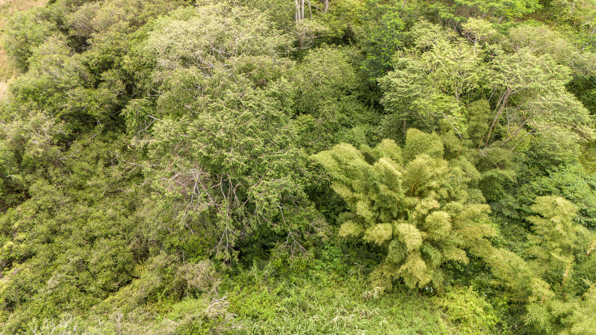 89 Huina Road Mountain View, HI 96771 - Photo 9 of 19 a view of a large yard with lots of bushes