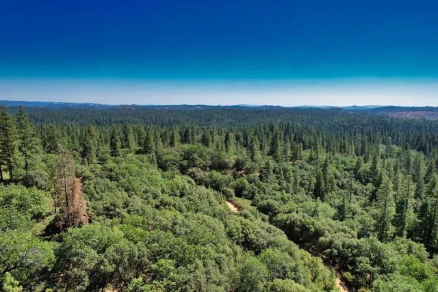 a view of a lush green forest with lush green forest