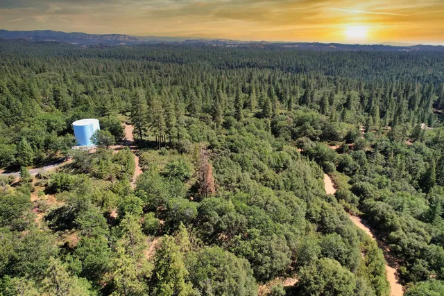 a view of a yard covered with trees