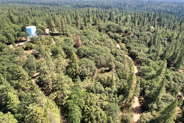 view of a lush green forest