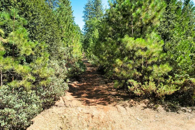 a view of a yard with an outdoor and trees