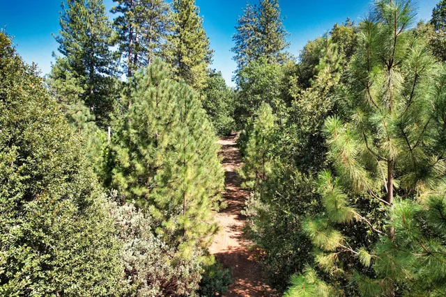 a view of a forest with a tree