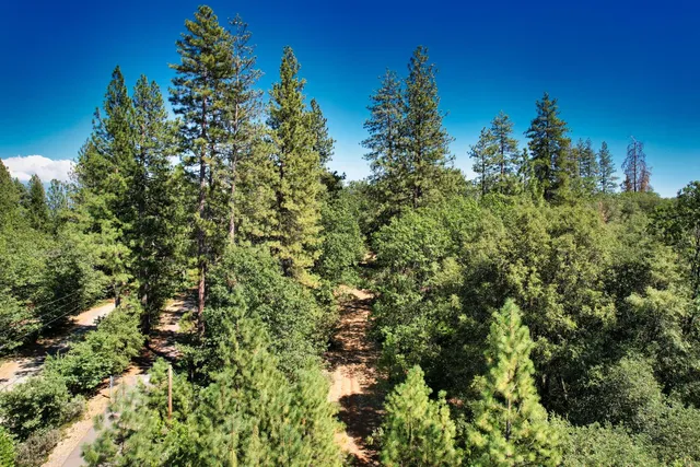 a view of a lush green forest with a building in the background