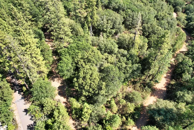 a view of a bunch of trees and bushes
