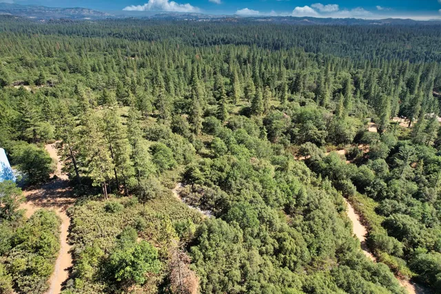 a view of a lush green forest with a houses