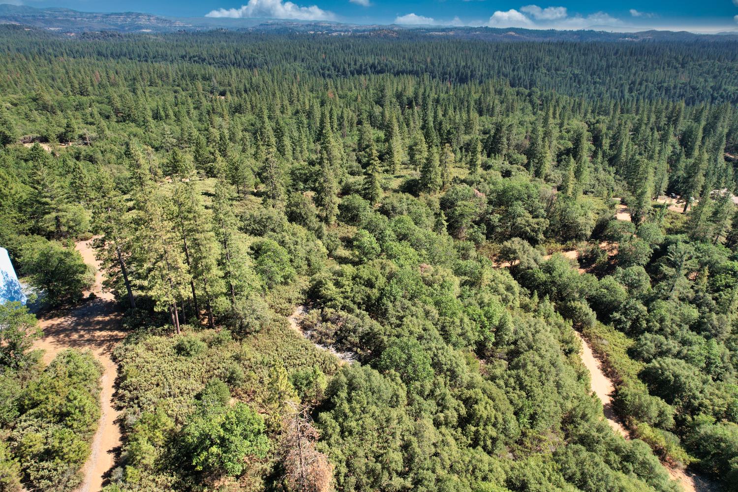 1233 Cedar Hill Road Mokelumne Hill, CA 95245 - Photo 41 of 69 a view of a yard with an outdoor and trees