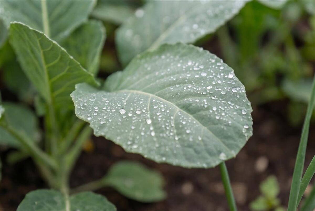 60 North Hill Road Buckfield, ME 04220 - Photo 9 of 77 23-1_Garden 4