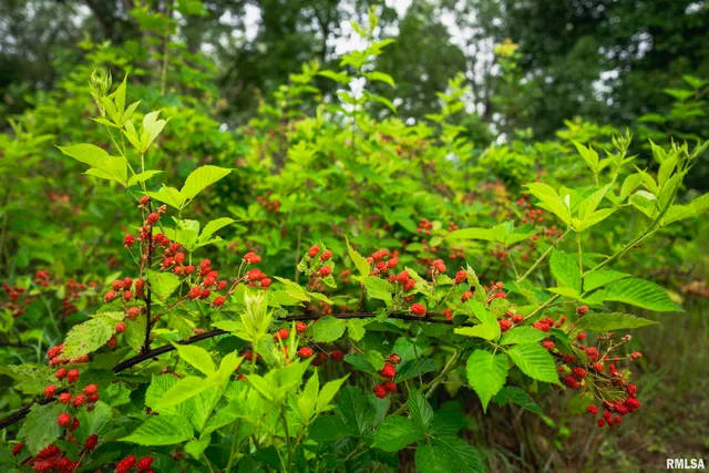 $1,990,000 | 545 East Tarters Ferry Lane, Table Grove, IL 61482