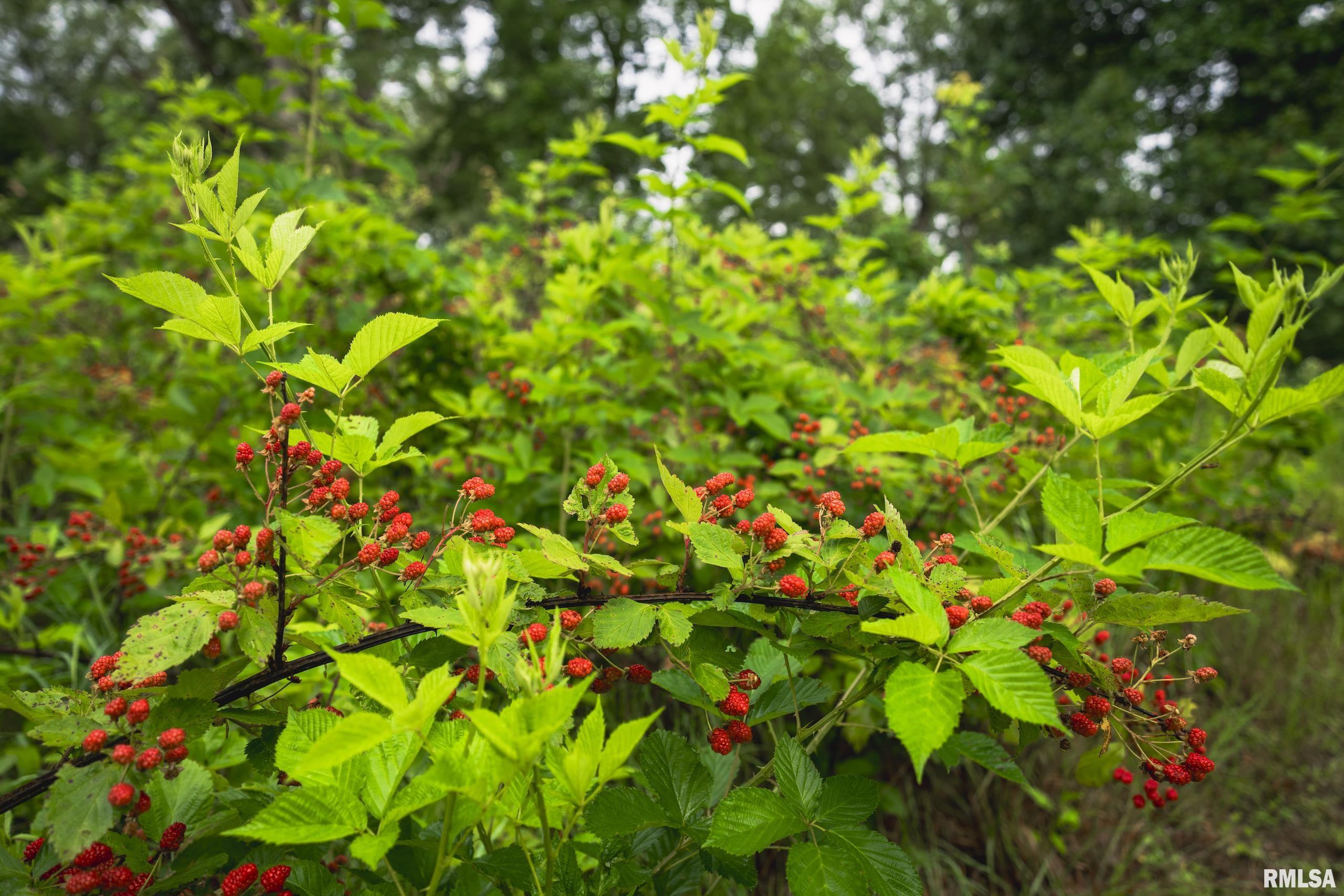 545 East Tarters Ferry Lane Table Grove, IL 61482 - Photo 11 of 99