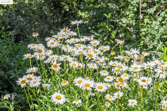a view of flowers in bunch