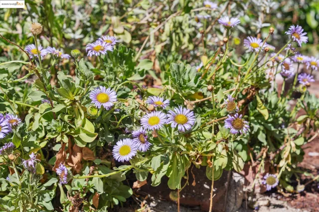 a view of flowers in bunch