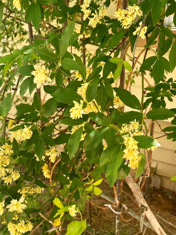 1115 South 6th Street Bonham, TX 75418 - Photo 22 of 23 a view of a tree