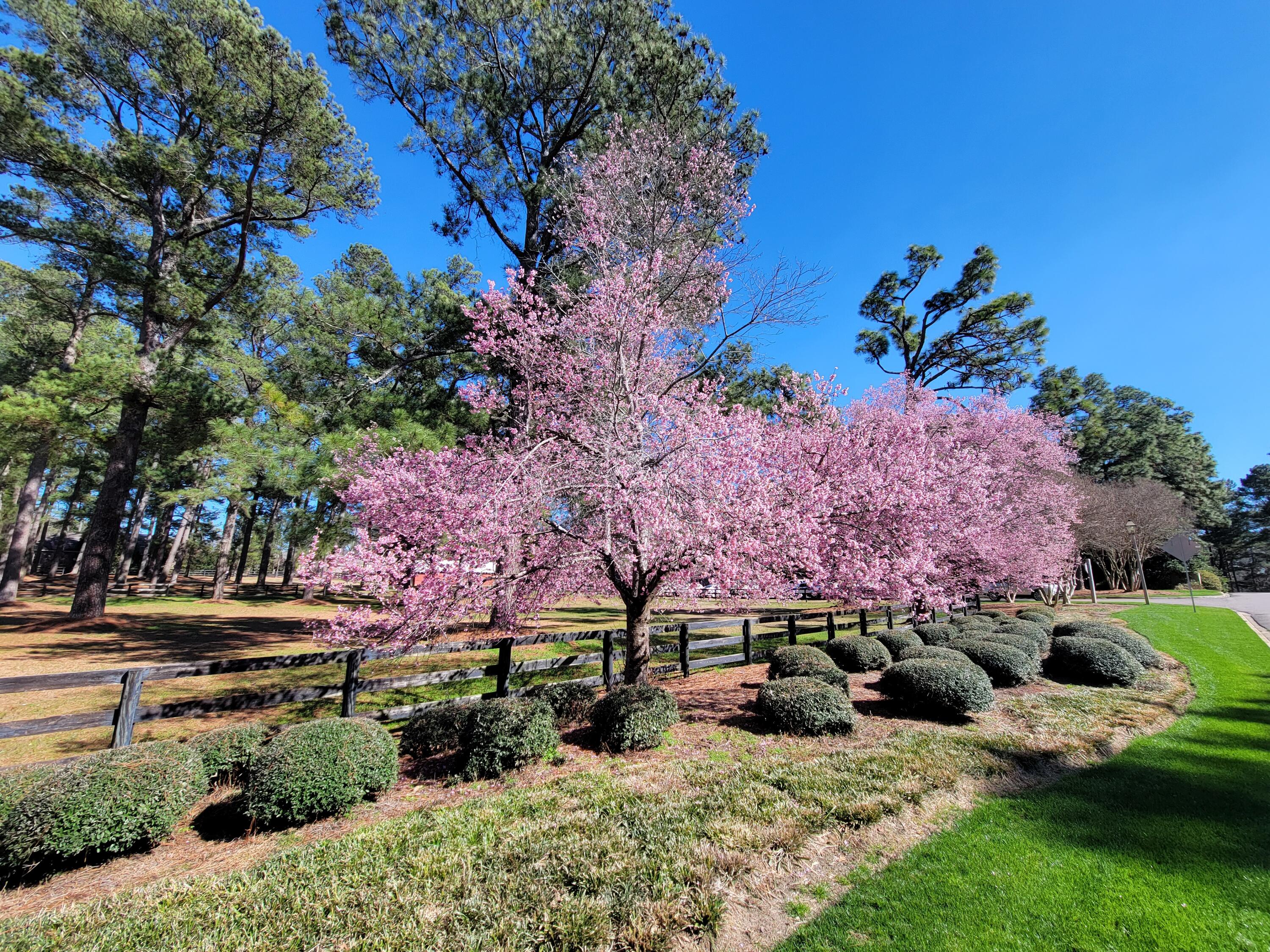 356 Forest Pines Road Aiken, SC 29803 - Photo 58 of 66 Gallery Image 58