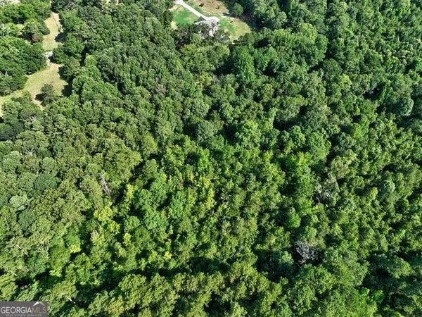 a view of a lush green forest