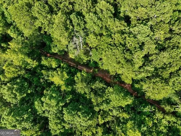 a view of a lush green forest
