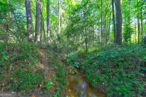 a view of a lush green forest
